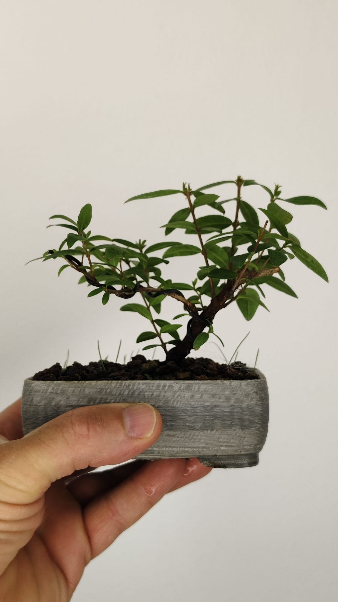Mirto Tarentina Bonsái (Myrtus communis 'Tarentina') – MT-001