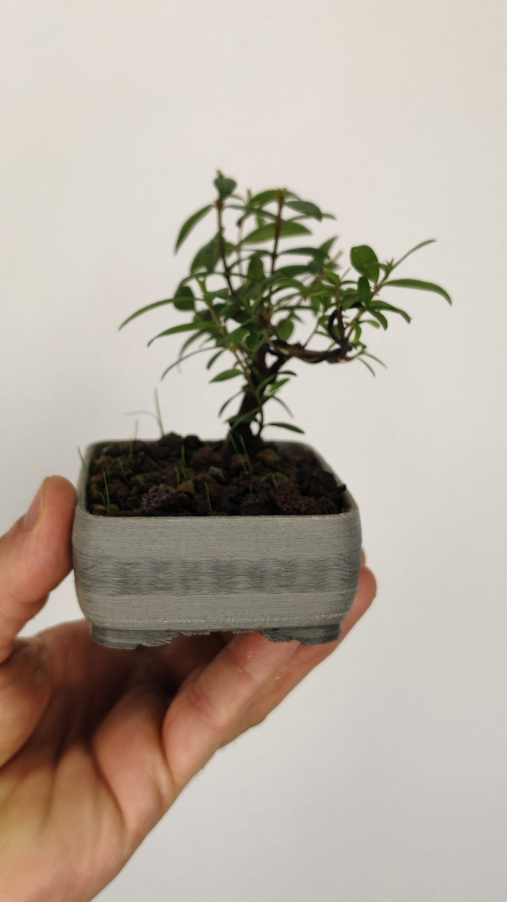 Mirto Tarentina Bonsái (Myrtus communis 'Tarentina') – MT-001