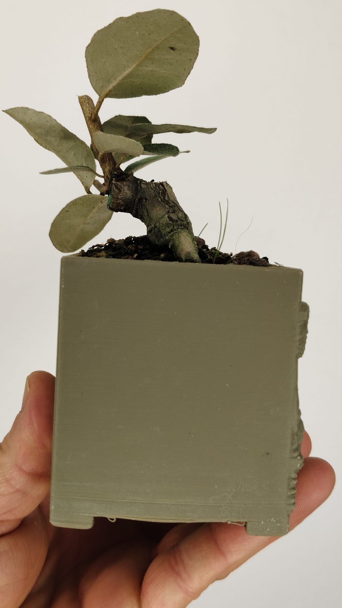 Elaeagnus pungens Bonsái con Gran Conicidad – ELP-001
