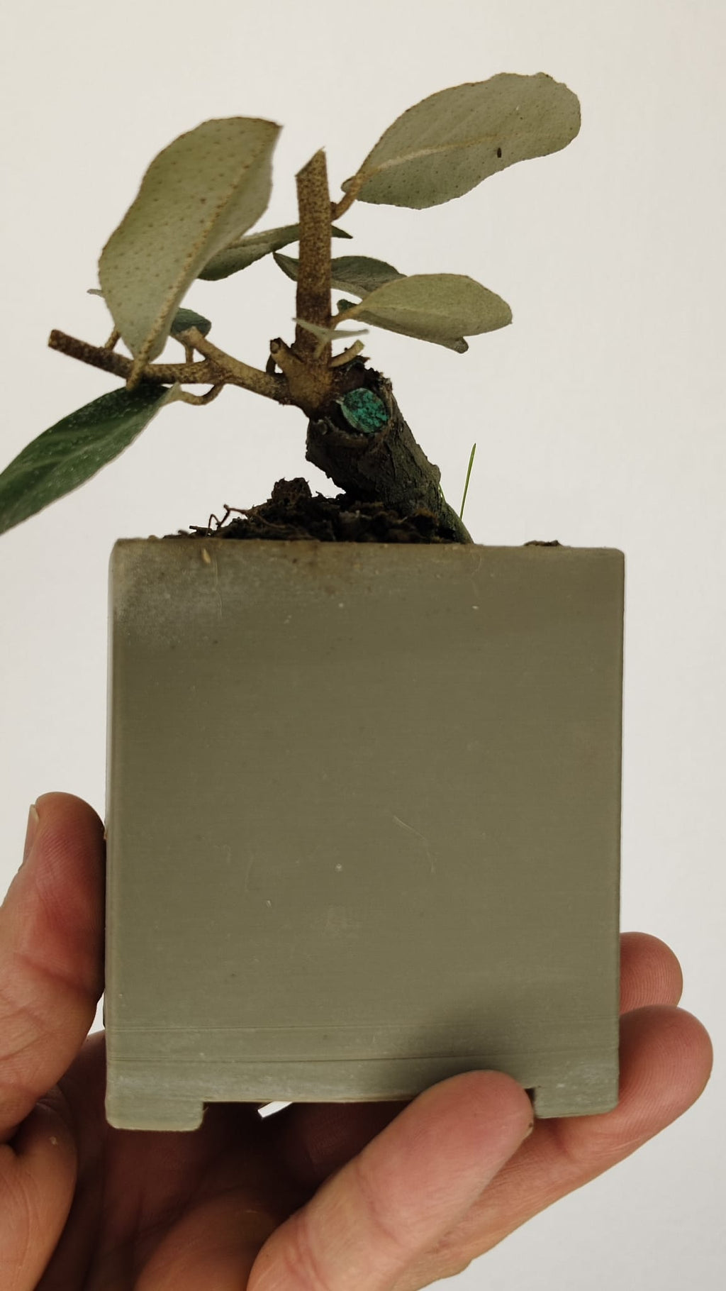 Elaeagnus pungens Bonsái con Gran Conicidad – ELP-001