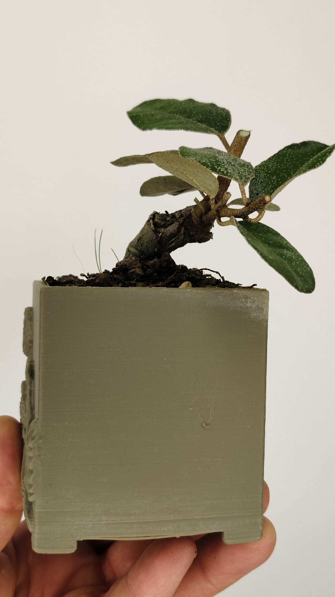 Elaeagnus pungens Bonsái con Gran Conicidad – ELP-001
