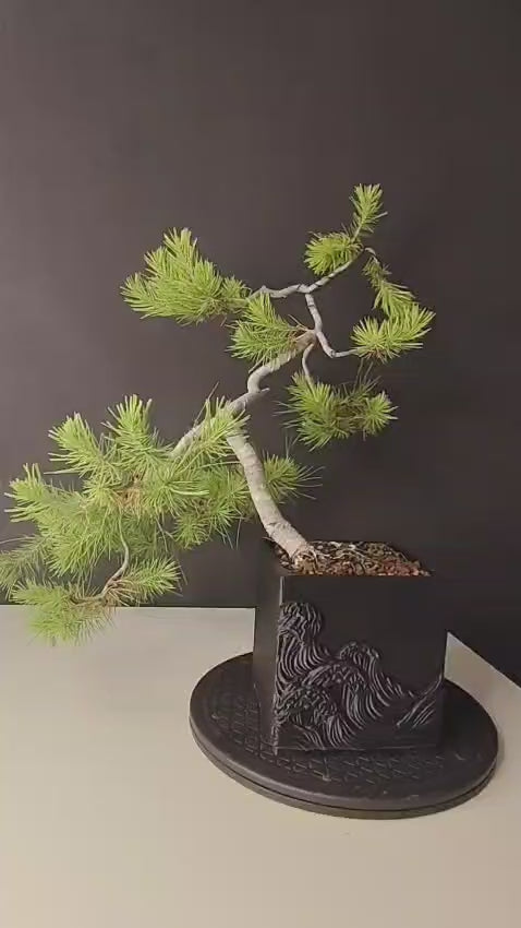 Pino Silvestre Yamadori (Pinus sylvestris)  Ref. PSY-001