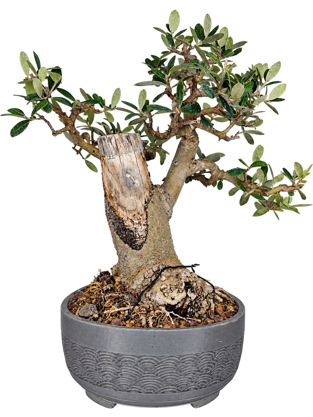 OL-001 Olivo Bonsái (Olea europaea) – Gran Nebari y Madera Muerta