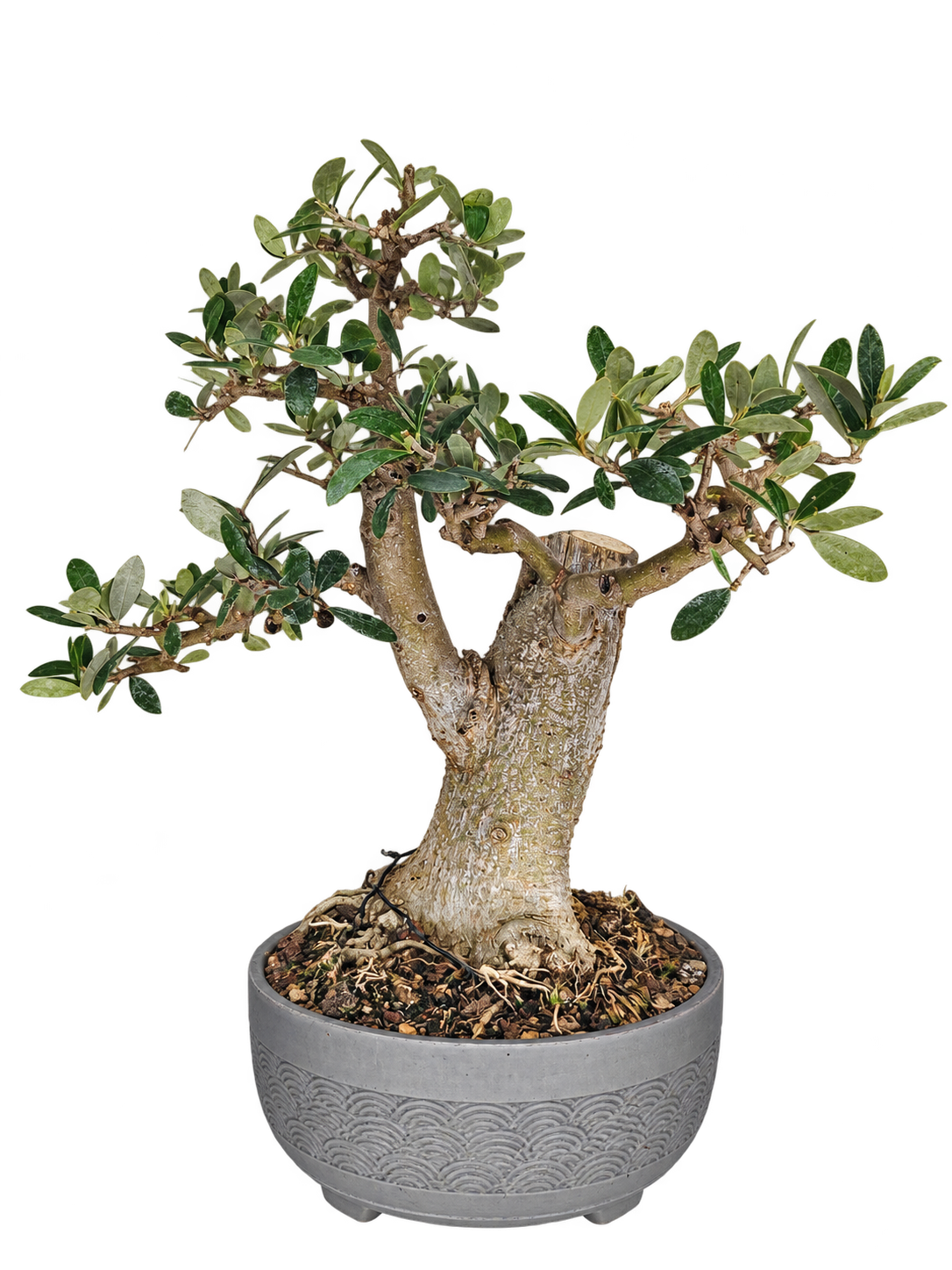 OL-001 Olivo Bonsái (Olea europaea) – Gran Nebari y Madera Muerta