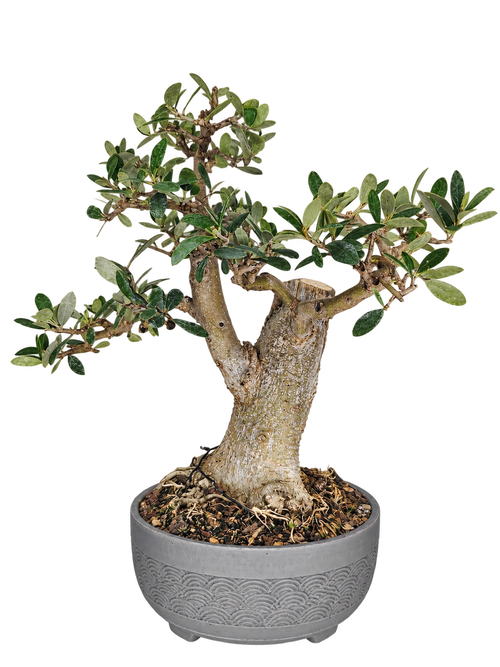 OL-001 Olivo Bonsái (Olea europaea) – Gran Nebari y Madera Muerta
