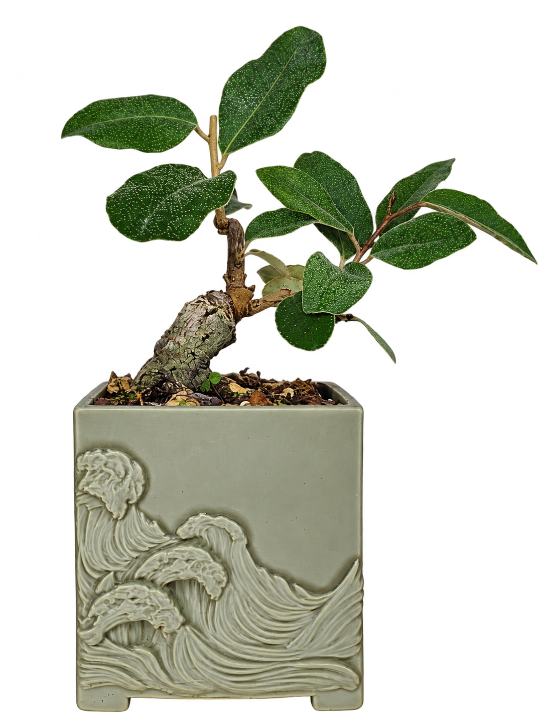 Elaeagnus pungens Bonsái con Gran Conicidad – ELP-001